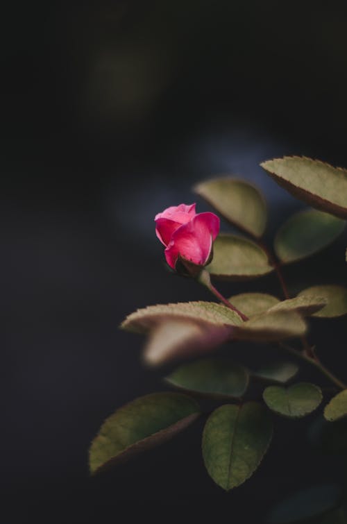 Pink Rose in Bloom Close-Up Photography