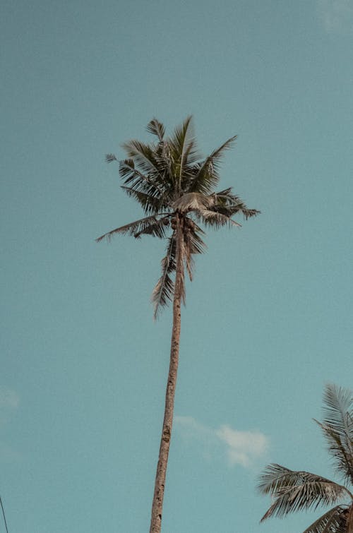 Green Palm Tree Under Blue Sky