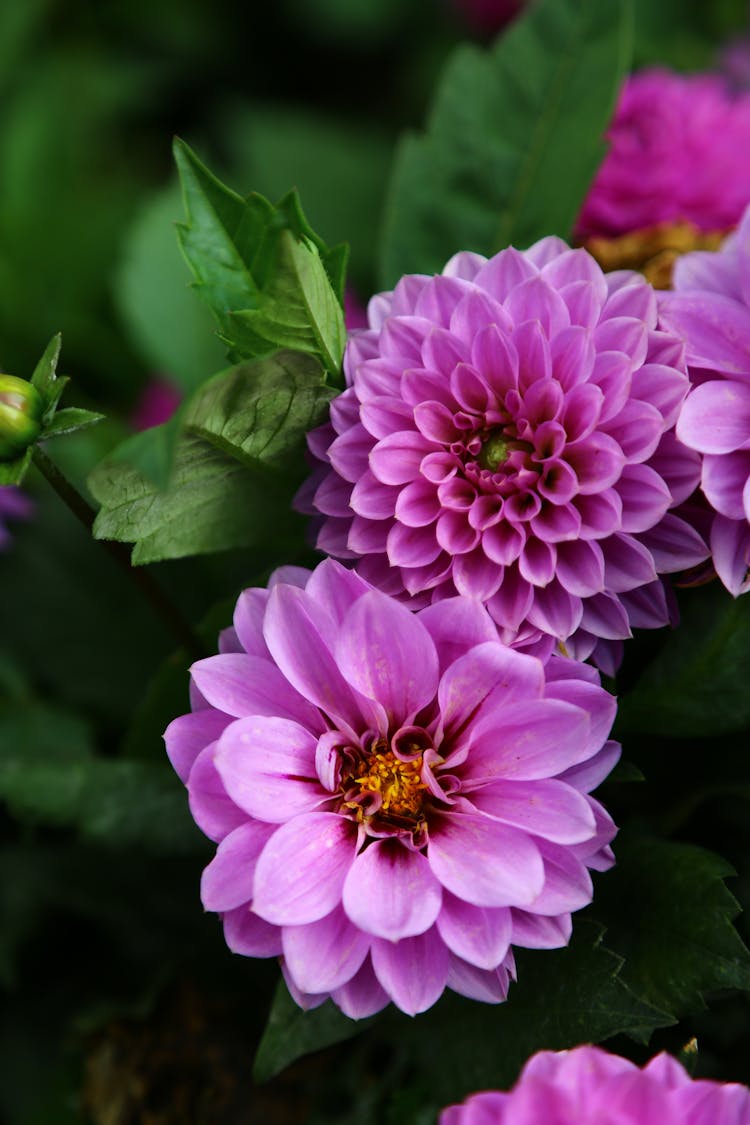 Dahlia Pinnata In Bloom