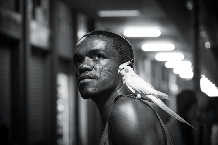 A Cockatiel Bird Perched On Man's Shoulder