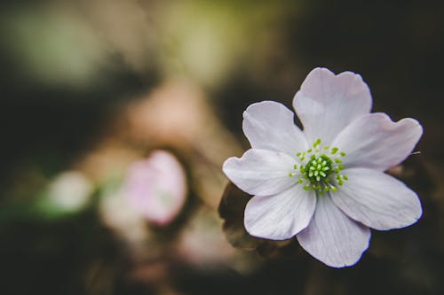 Gratis lagerfoto af blomst, blomster, grøn