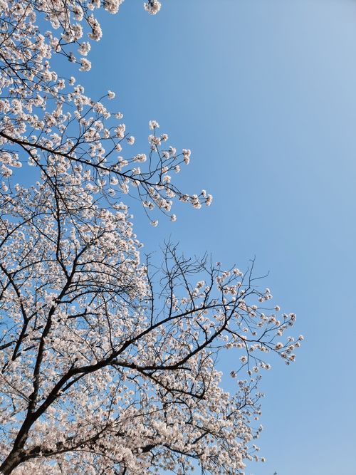 Free Cherry blossoms in full bloom with clear blue sky, symbolizing spring. Stock Photo