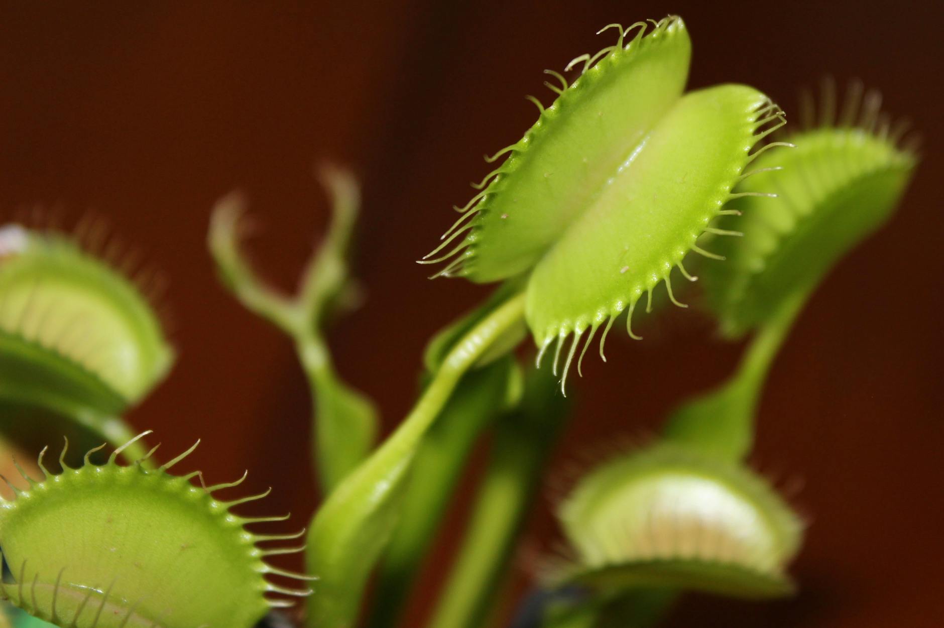 How Often Should You Water a Venus Flytrap