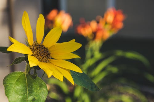 Free Yellow Sunflower Selective-focus Photography Stock Photo