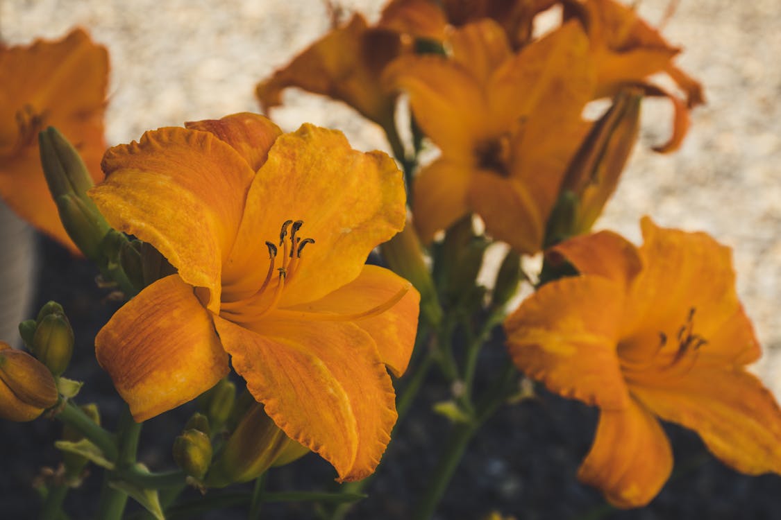 Kostenlos Gelbe Blumen Stock-Foto
