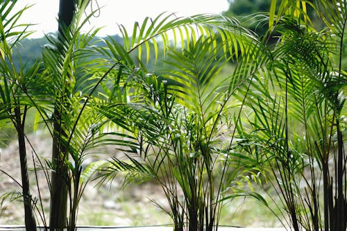 Palm Plants in the Garden