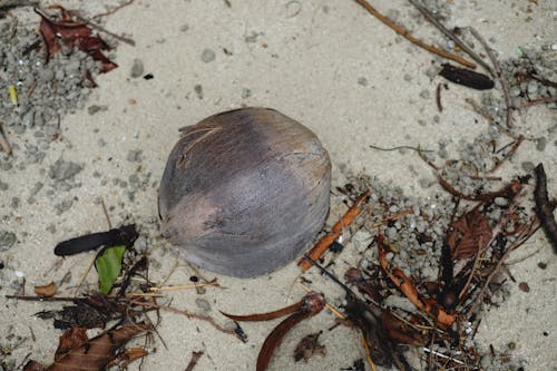 Fallen Coconut o the Beach