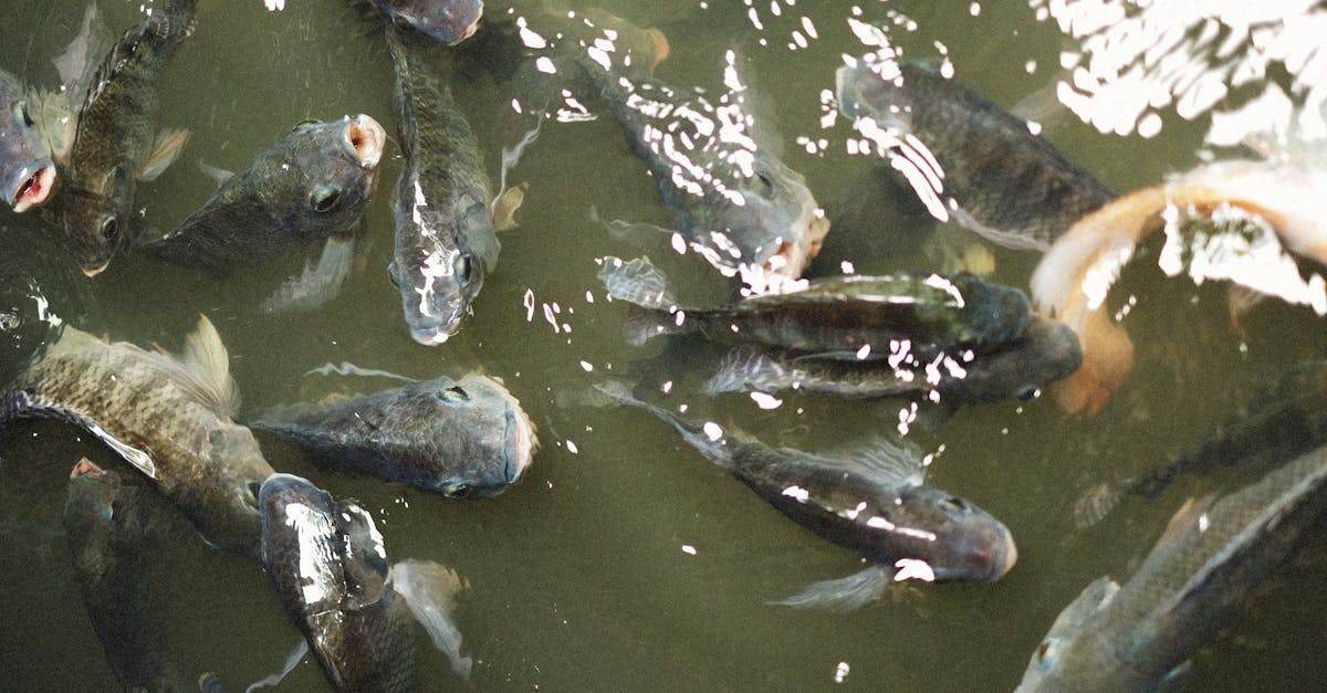 How Lake Fishing Is Evolving in the Current Climate