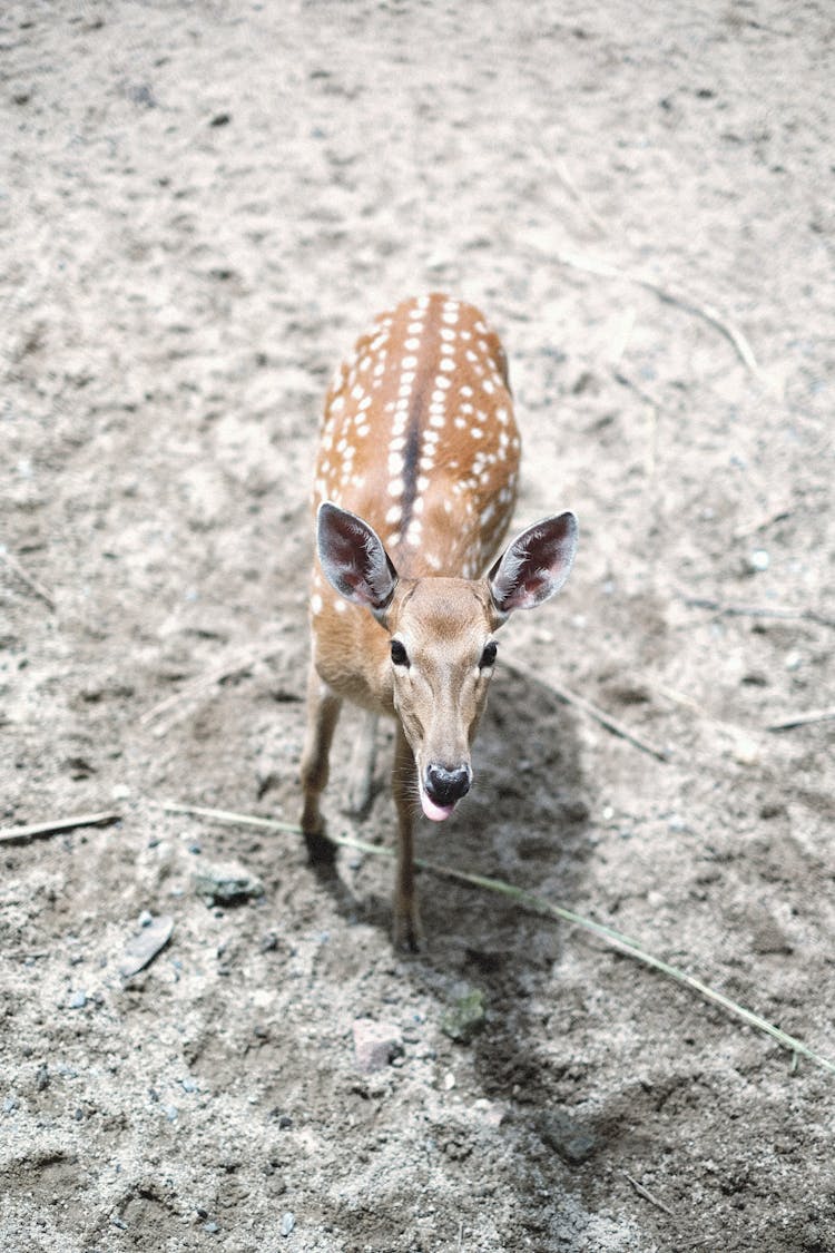 A Close-Up Of A Spotted Deer