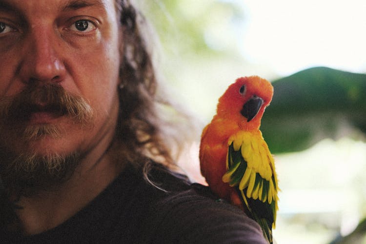 A Parrot On A Man's Shoulder