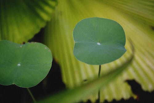 Fotos de stock gratuitas de de cerca, fotografía de plantas, hojas