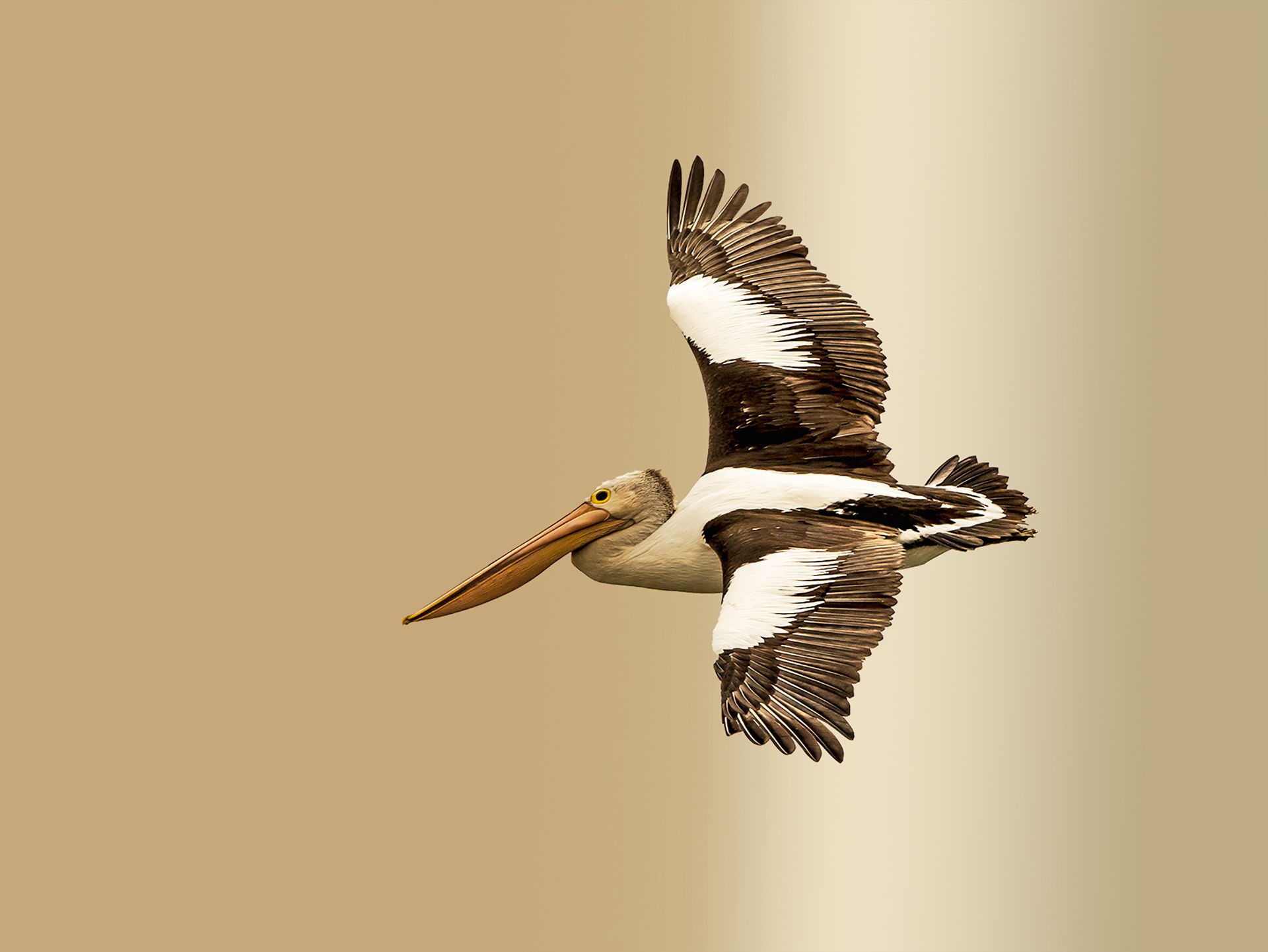 Australian pelican in flight over Queensland, showcasing wildlife in natural habitat.