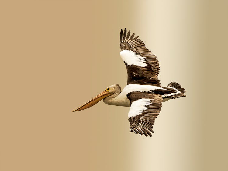 A Soaring Pelican