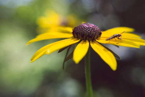 Gratis lagerfoto af gul, gul blomst, gule blomster