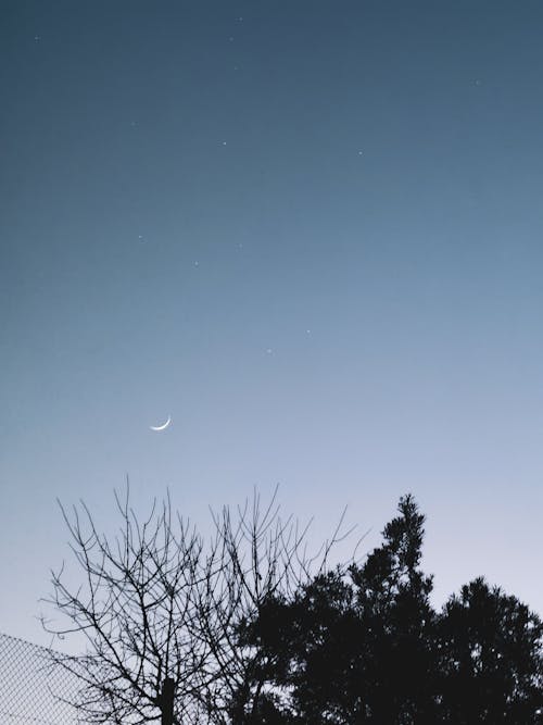 Photos gratuites de arbre la nuit, arbre nu, arbre sans feuilles