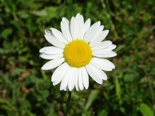 White Daisy in Bloom