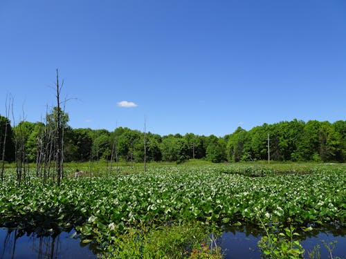 Water Hyacinths Above a Body of Water