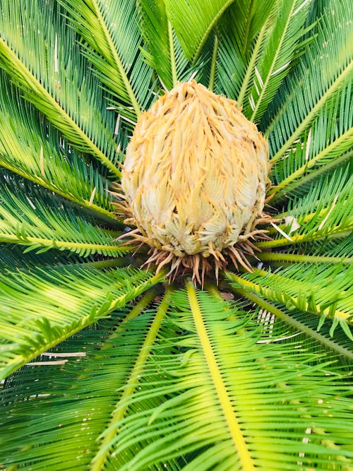 Gratis stockfoto met cycadaceae, cycas revoluta, detailopname