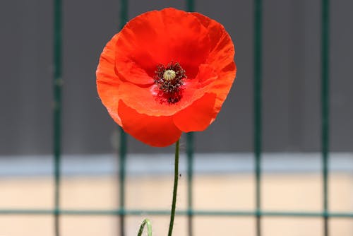 Close Up Photo of a Common Poppy