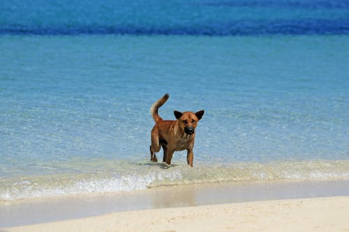 Foto stok gratis anjing, fotografi binatang, hewan peliharaan