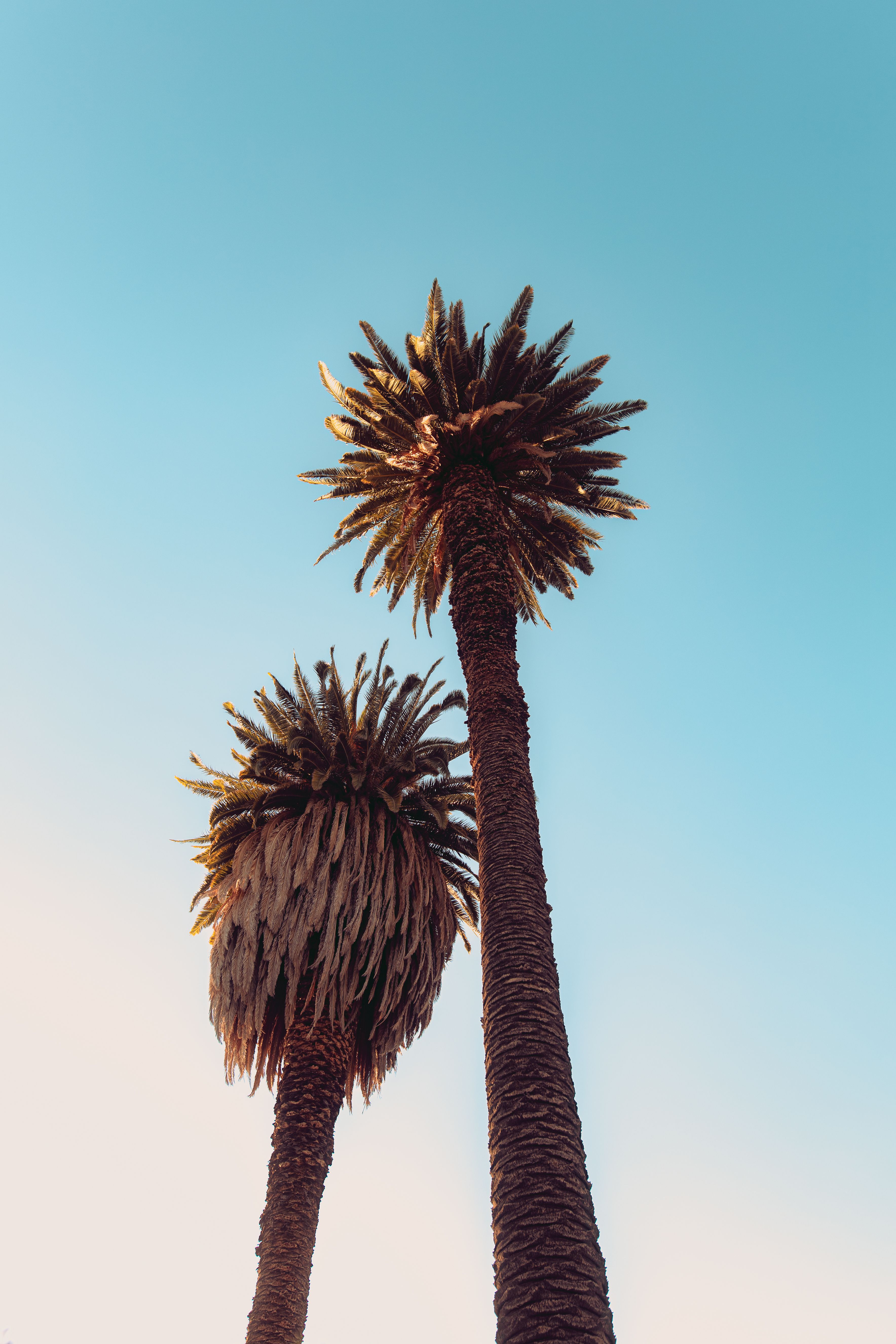Low Angle Shot of Palm Trees Under Blue Sky · Free Stock Photo