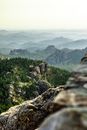 Green Trees on Mountain