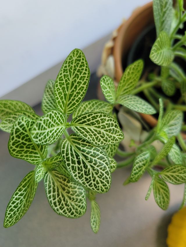 Close-up of a silver-veined mosaic plant with vivid green leaves — photo by Kenny on Pexels