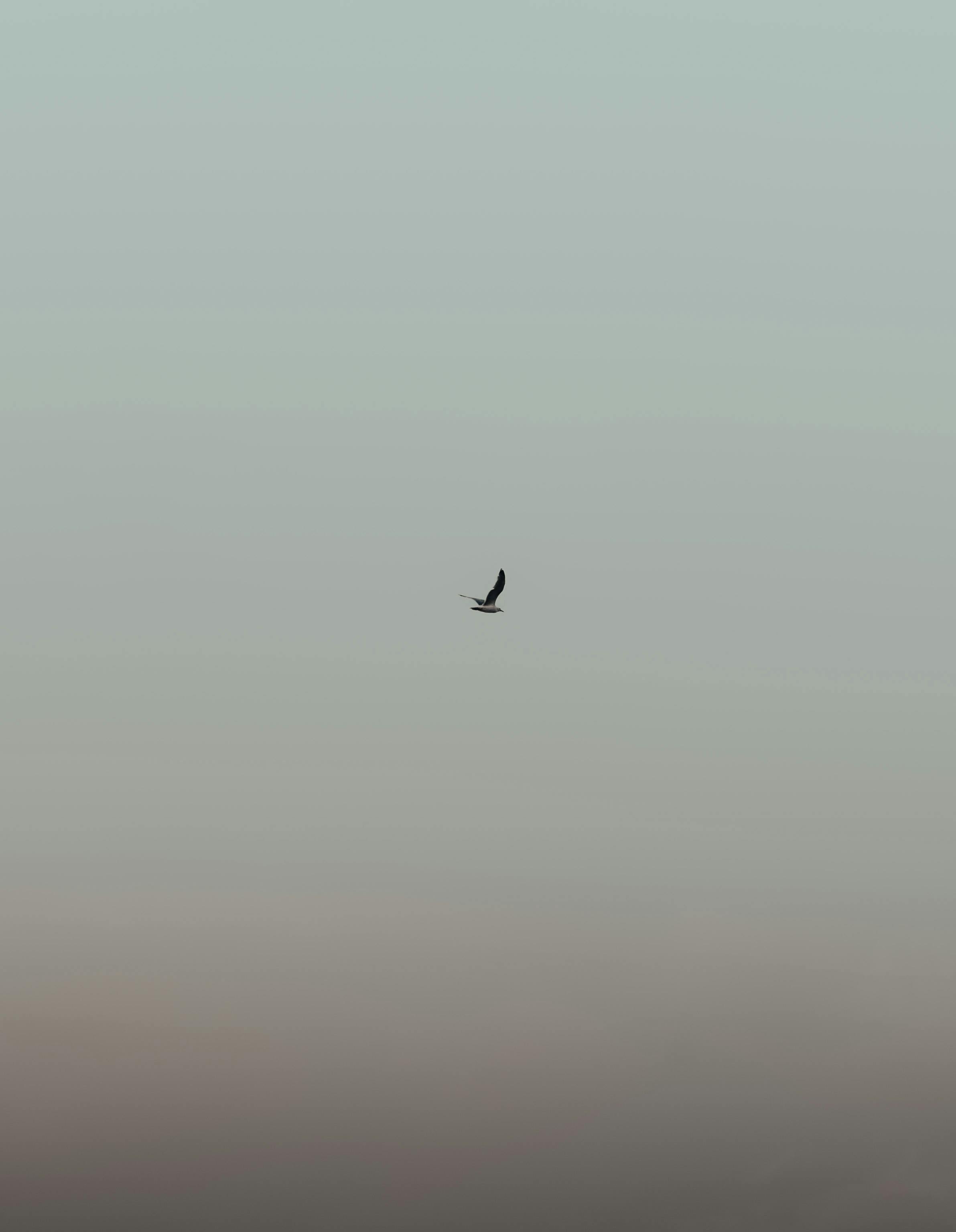 A lone bird gracefully glides across the serene sky, symbolizing freedom and tranquility.