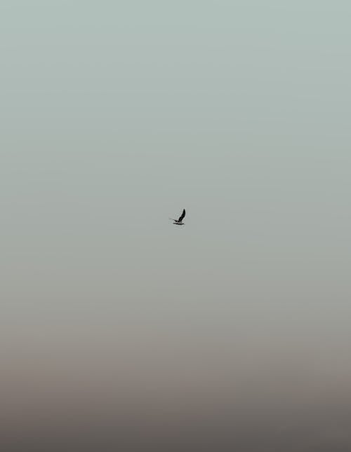 A Black Bird Flying on Sky