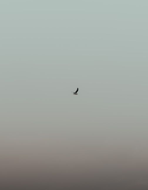A lone bird gracefully glides across the serene sky, symbolizing freedom and tranquility.
