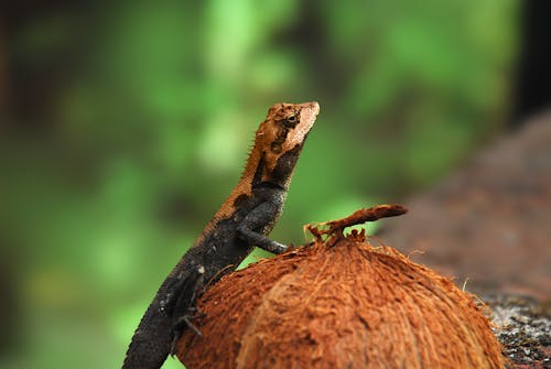 免费 东方花园蜥蜴, 動物攝影, 椰子 的 免费素材图片 素材图片