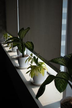 Potted Plants on Windowsill