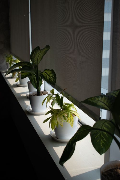 Free A row of potted plants on a sunlit windowsill with roller blinds creating a calming indoor decor. Stock Photo