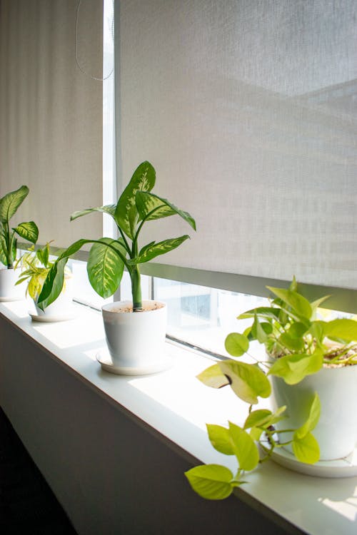Ingyenes stockfotó ablak, ablakpárkány, beltéri növények témában