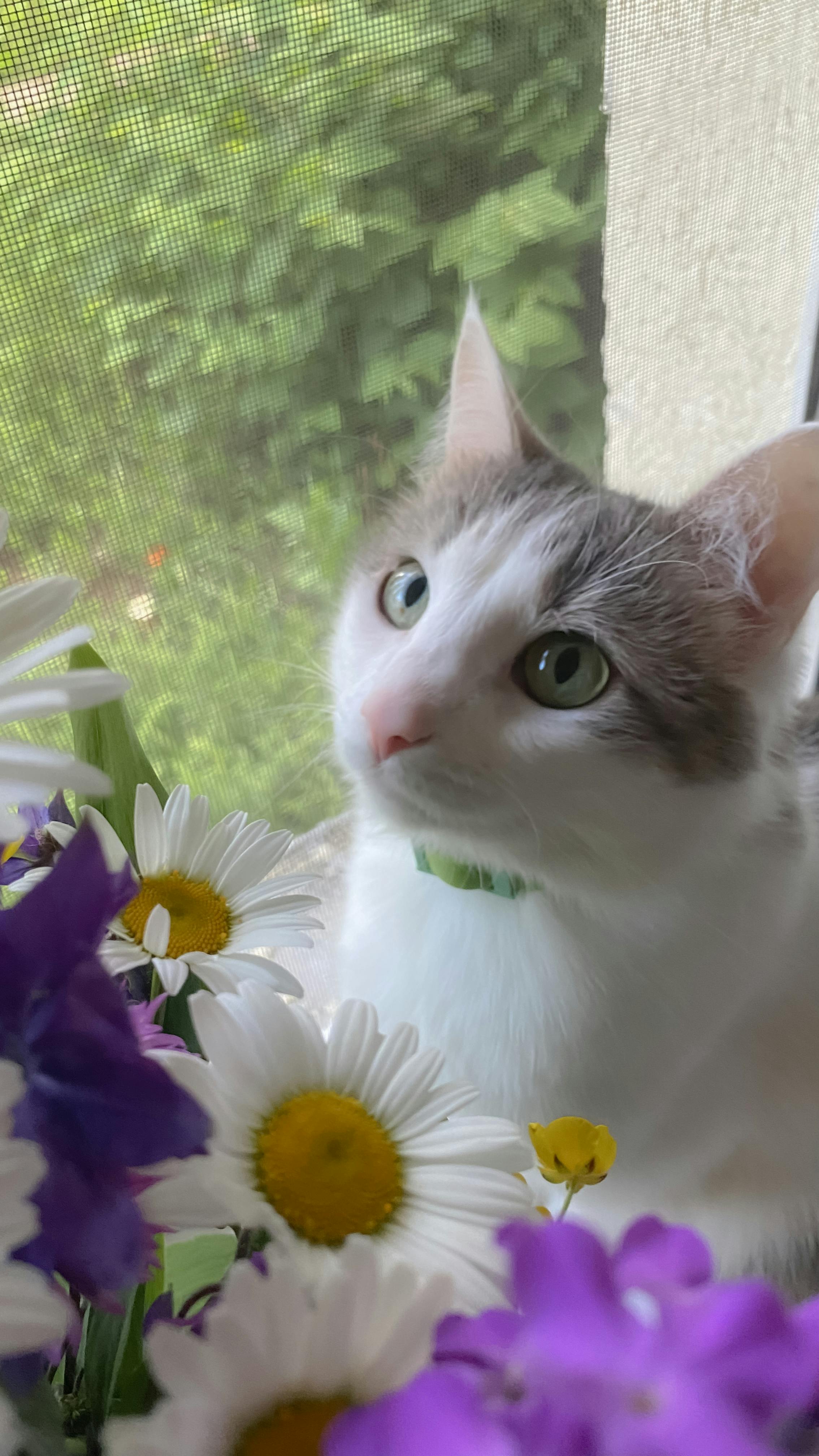 How common is cat cry syndrome?