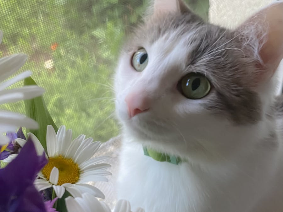 How common is cat cry syndrome?