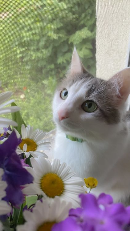 White and Gray Cat Near the Flowers · Free Stock Photo