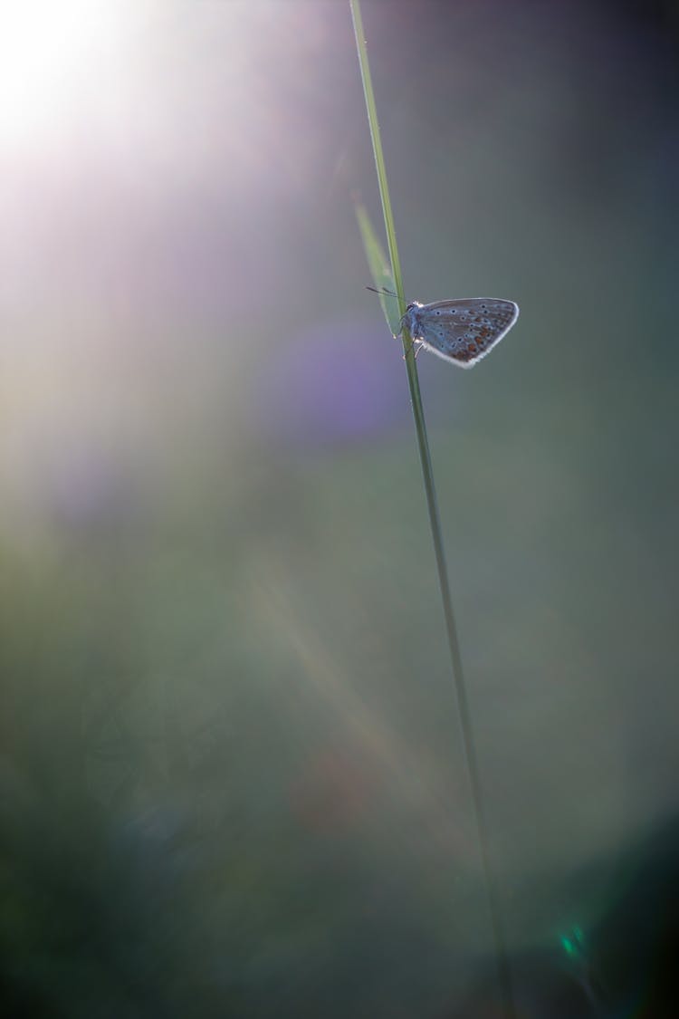 Butterfly Among The Sky