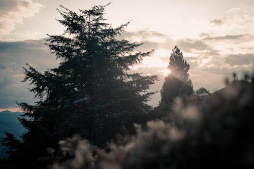 Free stock photo of landscape, pine tree, silhouette Stock Photo