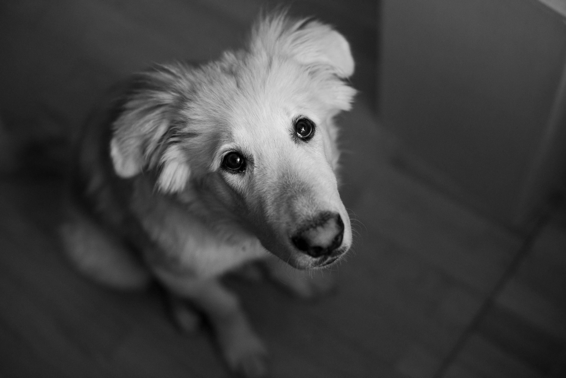Healthcare and wellness consultation for a dog