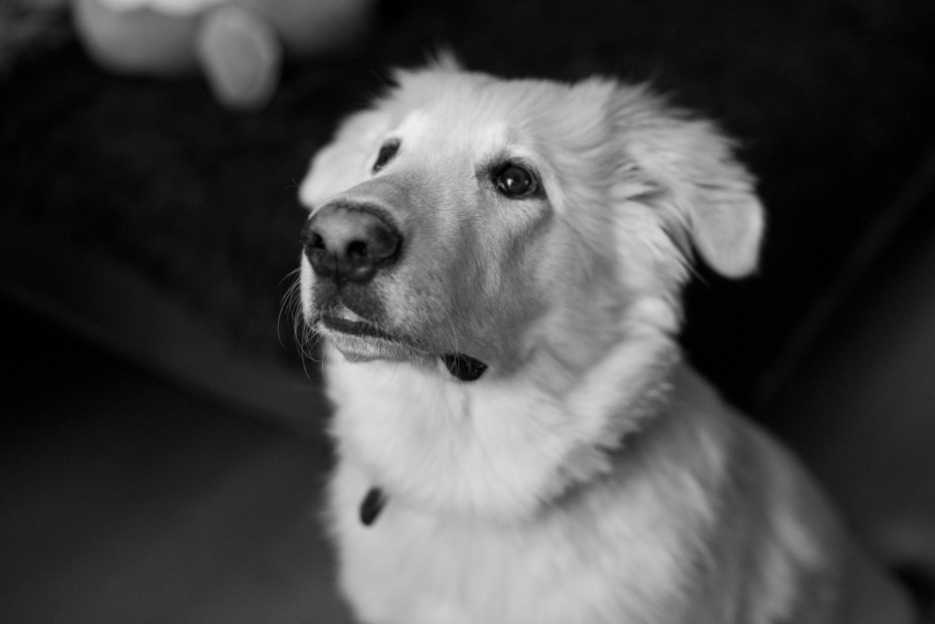 Veterinary care for a dog