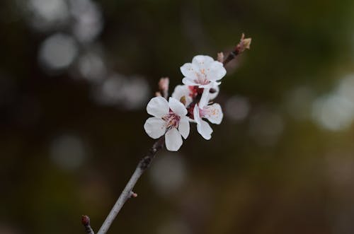 Бесплатное стоковое фото с белый цветок, весна, глубина резкости