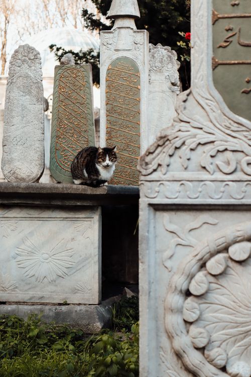 Free A cat resting on stone monuments in an outdoor setting, evoking historical charm. Stock Photo