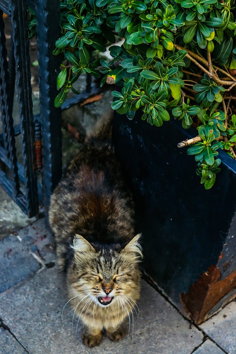 Photo Of A Meowing Cat 