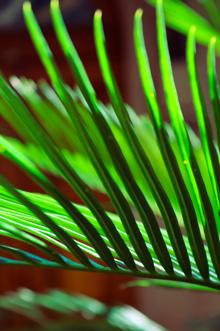 Frond Of An Areca Palm Leaf