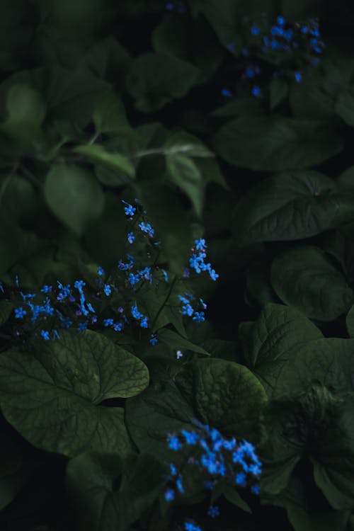 Blue Flowers amidst Leaves 
