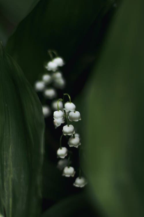 White Lily of the Valley Flowers in Bloom