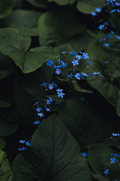 Blue Flowers with Green Leaves in Close-up Shot