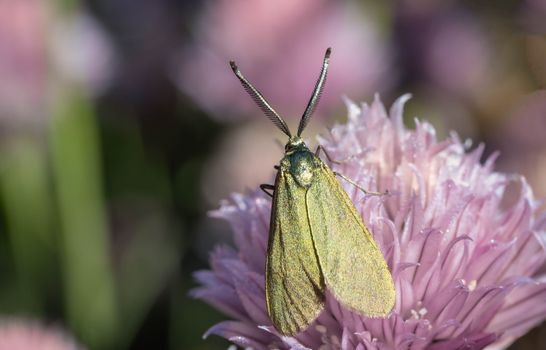 Green Moth Perched on Purple Flower