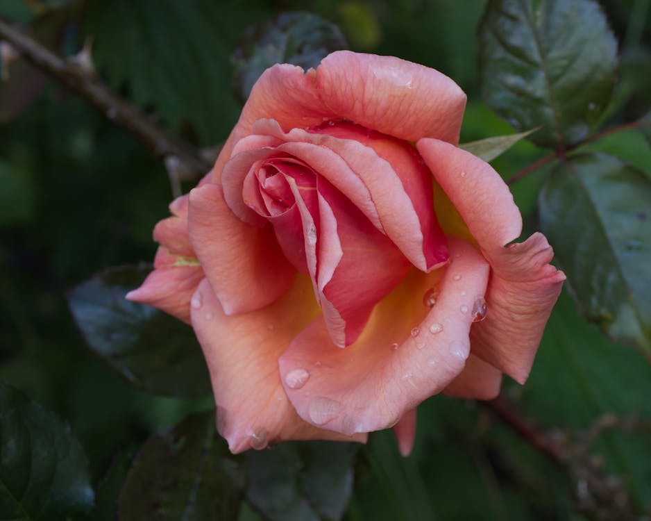 Pink With Water Droplets 